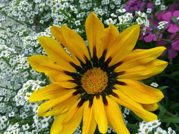 Гарциния цветок многолетник