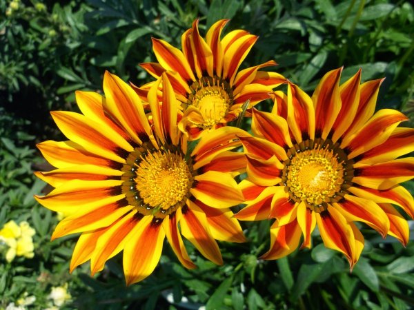 Гацания гибридная