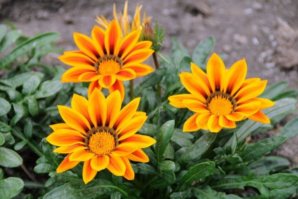 Гацания оранжевая