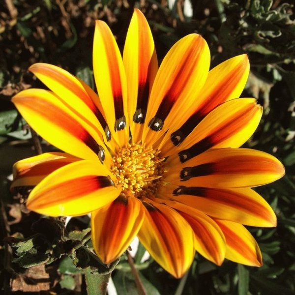 Гацания, газания, гацания