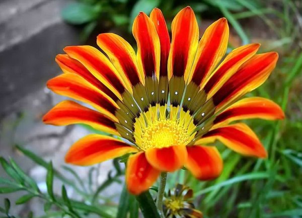 Гацания Павлинья