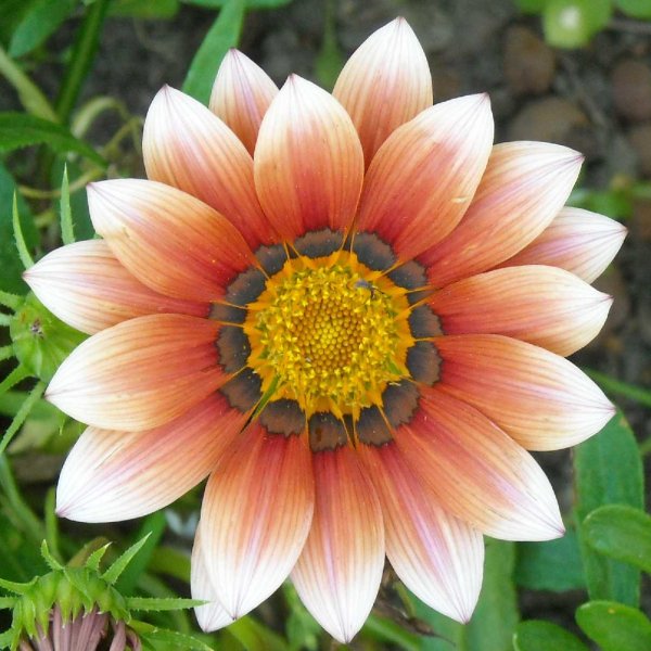 Гацания и газания