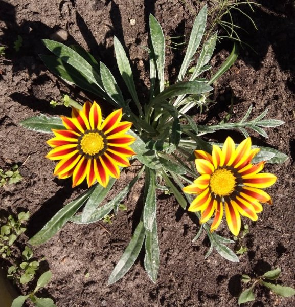 Гацания Африканская Ромашка