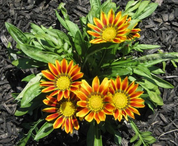 Гацания крупноцветковая Триада