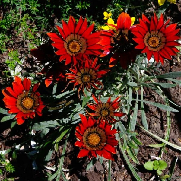 Цветы гарциния однолетники