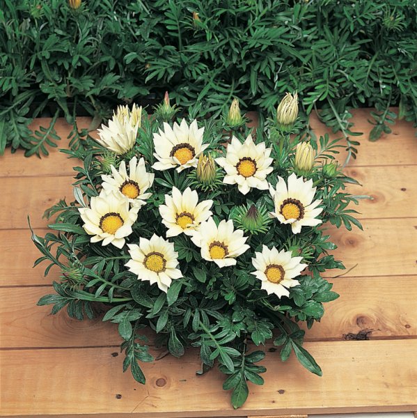 Гацания Нью дей Вайт