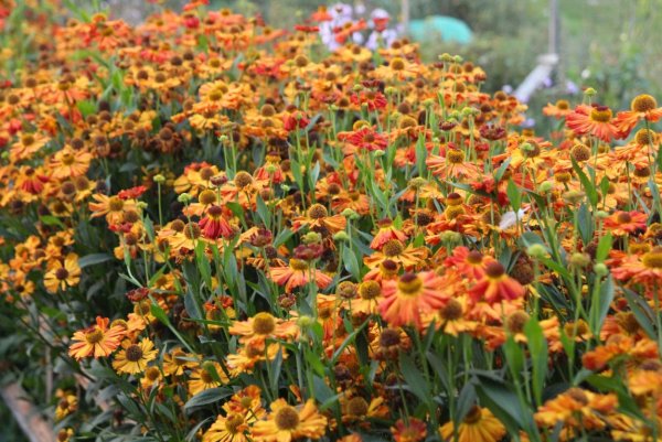 Гарциния цветок многолетник