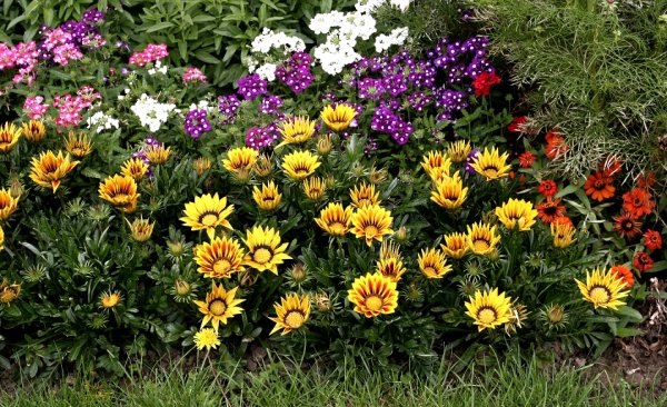 Гацания на клумбе