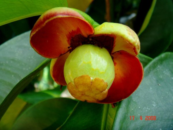 Гарциния цветок