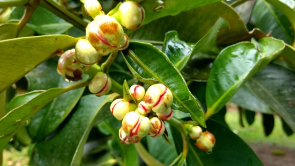 Морелла (Garcinia Morella)