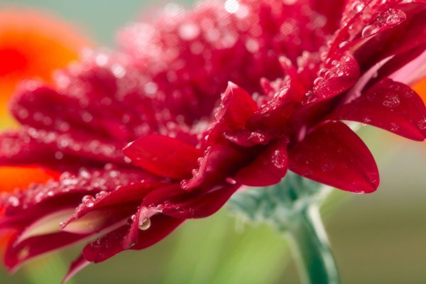 Фотообои с синим цветом