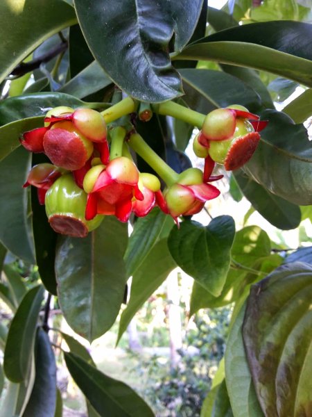 Гарциния цветок