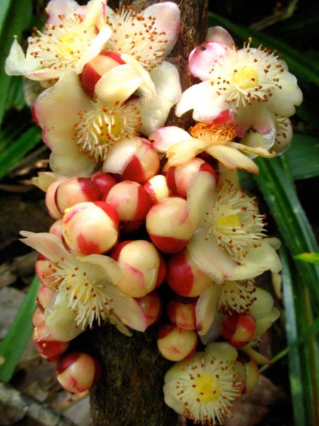 Гарциния форте цветок