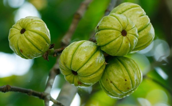 Гарцинии камбоджийской