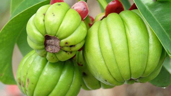 Гарциния картинки