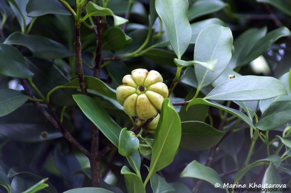 Гарциния дерево