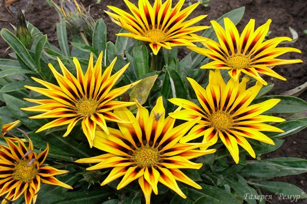 Гацания листья