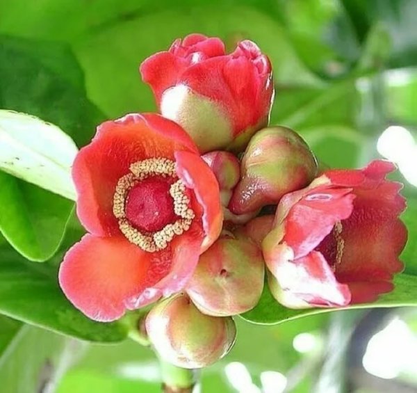 Цветущий мангостин