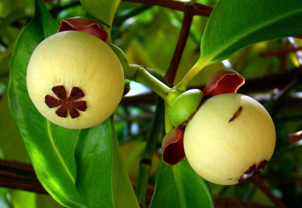 Мангостин фрукт дерево