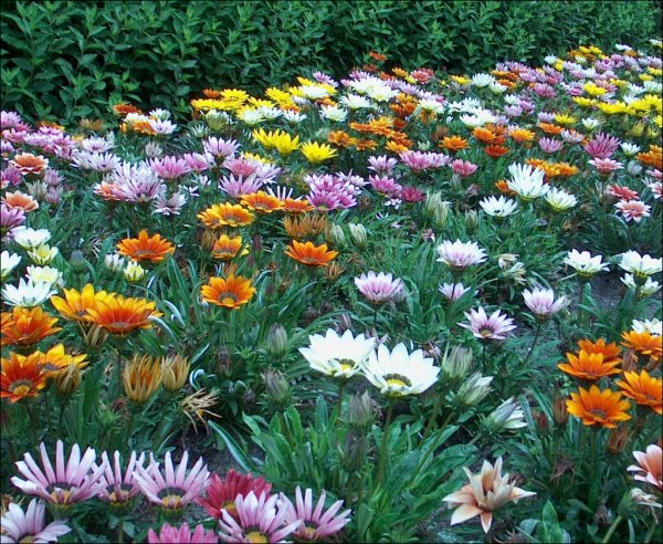 Арктотис и гацания