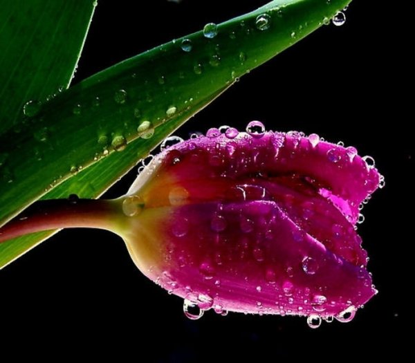 Сверкающие тюльпаны