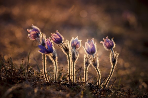 Анемоны обои