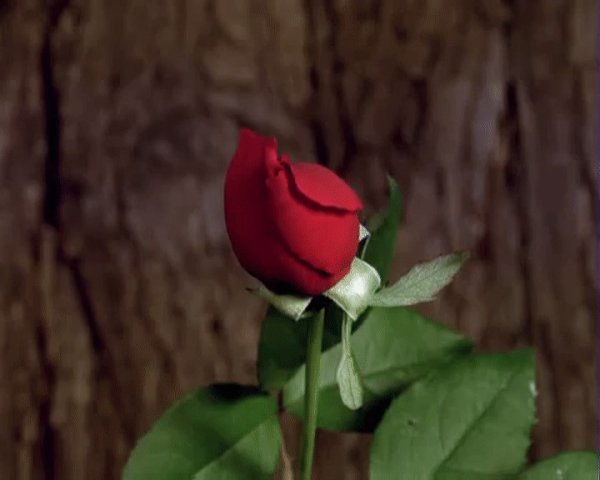 Распустившаяся роза