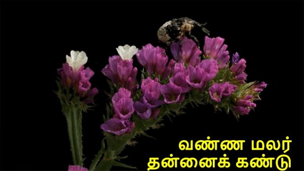 Букет распускающихся цветов