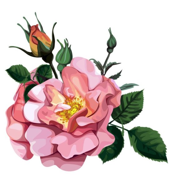 Soloveika цветы