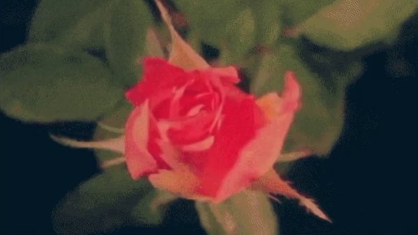 Гифы распускающиеся цветы