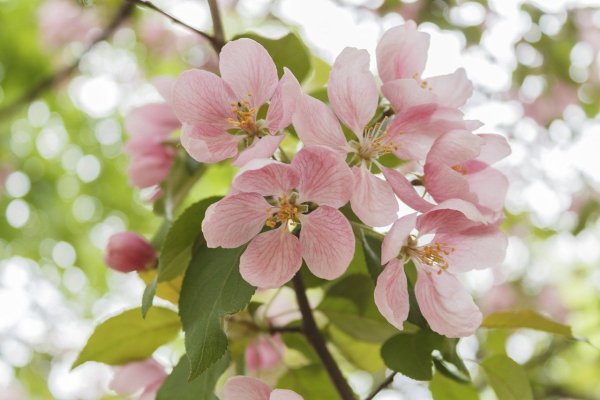 Malus цветы