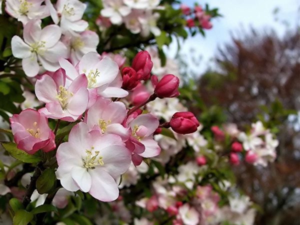 Яблоневый цвет Malus