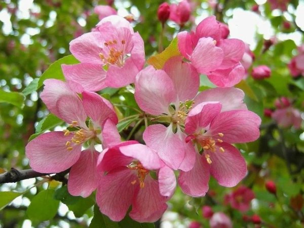 Malus цветы