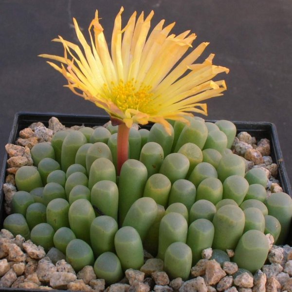 Фенестрария rhopalophylla