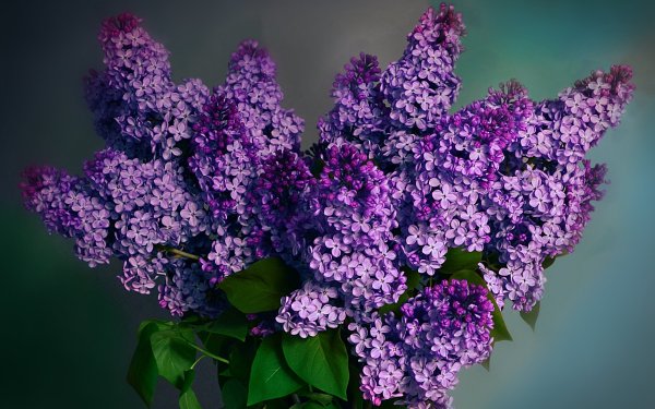 Коровин сирень