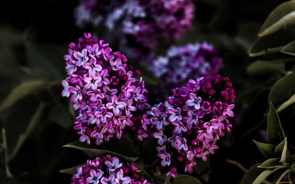 Сирень Федерико Гарсиа