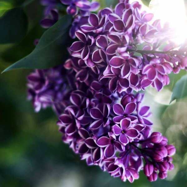 Сирень Маршал Соколовский