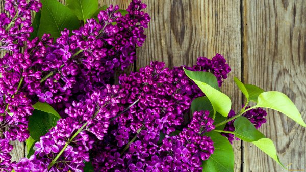 Сирень фрау Вильгельм Пфитцер