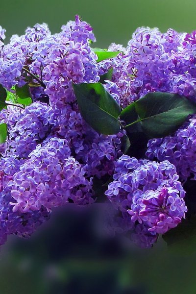 Сирень Стефан Маковецкий