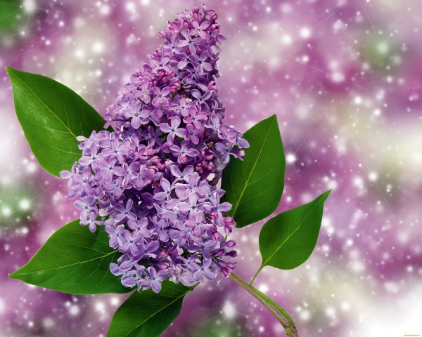 Алмазная мозаика ❀ сирень