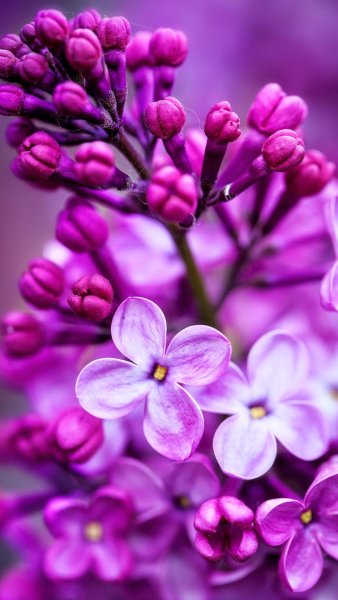 Фиолетовые цветы