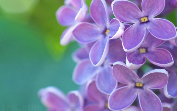 Алмазная мозаика Гранни сирень