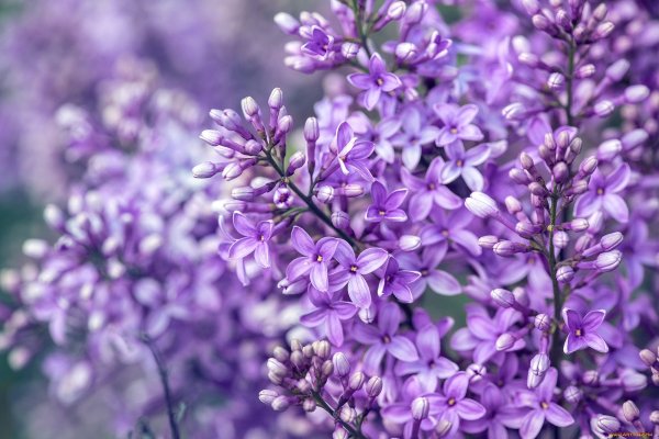 Цветы сирени