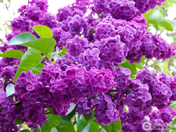 Цветы сирени