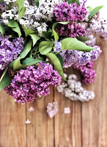 Сирень цветок сирени