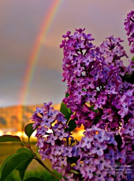 Сирень Вечерний звон