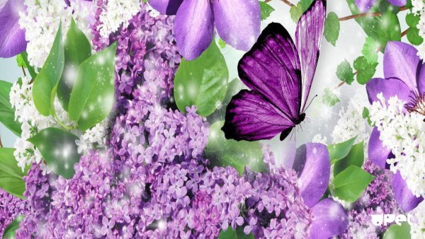 Фотообои сирень