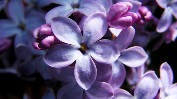 Сирень пятилистник