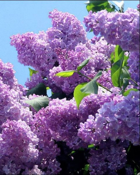 Сирень Сибирская