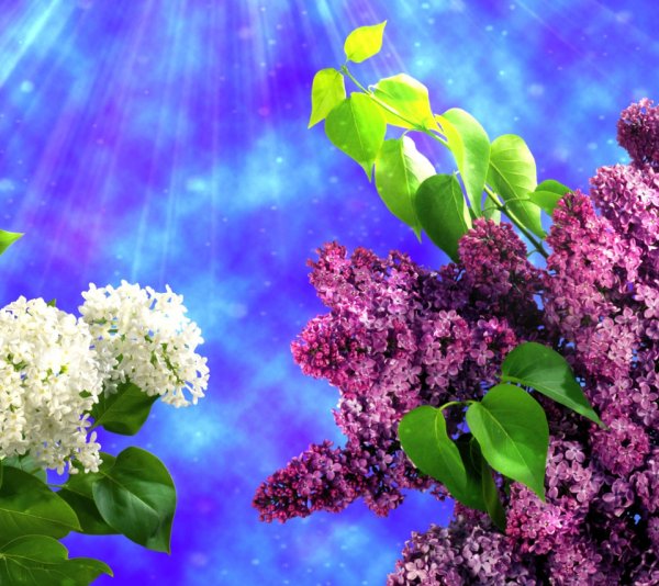 Лето сирень